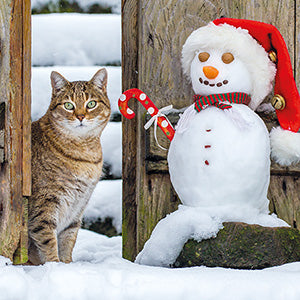 Cat with friend - RSPCA Christmas card