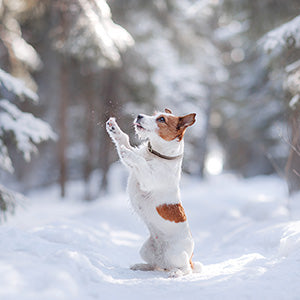 Jack Russell Terrier in Snow - RSPCA Christmas card