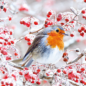 Robin with berries - Pack of 6 Charity Christmas cards