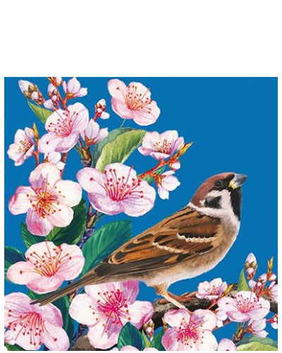 Sparrow and cherry blossom - blank greetings card