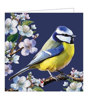 Blue tit bird and blossom - blank greetings card