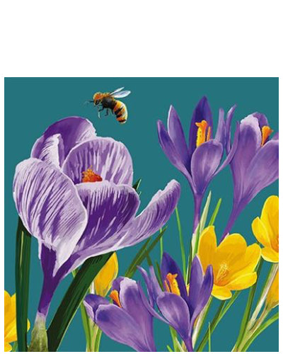 Crocus and bee - blank greetings card