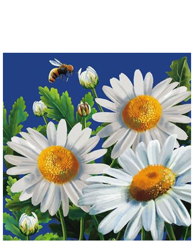 Daisy heads - blank greetings card