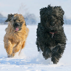 Briard dogs in the  snow - RSPCA Christmas card