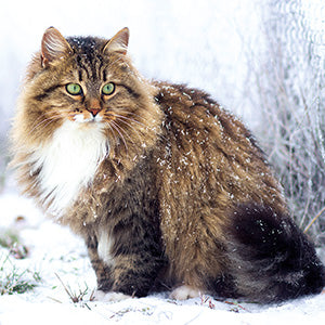 Cat in snow - RSPCA Christmas card