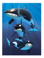 Orcas Lenticular - A6 Notebook