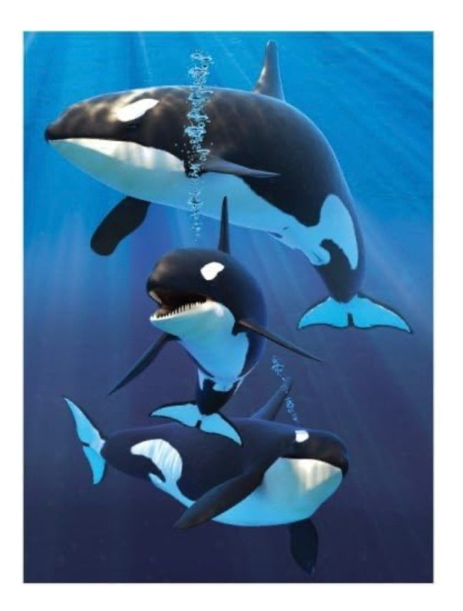 Orcas Lenticular - A6 Notebook