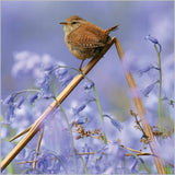 Birds amongst blossom - Pack of 6 BBC Springwatch notelets