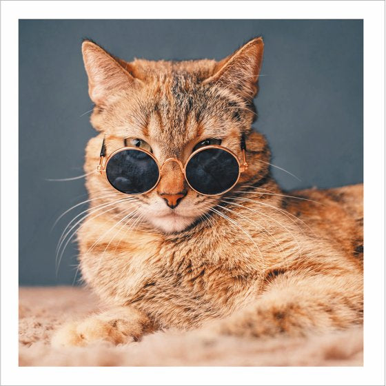 Cool cat - Cattitude greetings card