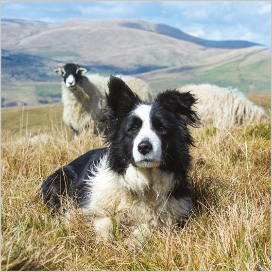 Border Collie and Swaledale ewe - BBC Countryfile card