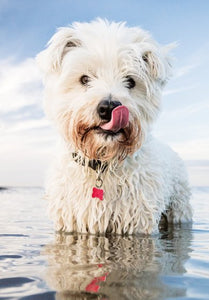 This lovely birthday card has a photographic image of a West Highland terrier dog standing in the sea, with its tongue sticking out. There is no text on the font of this card.