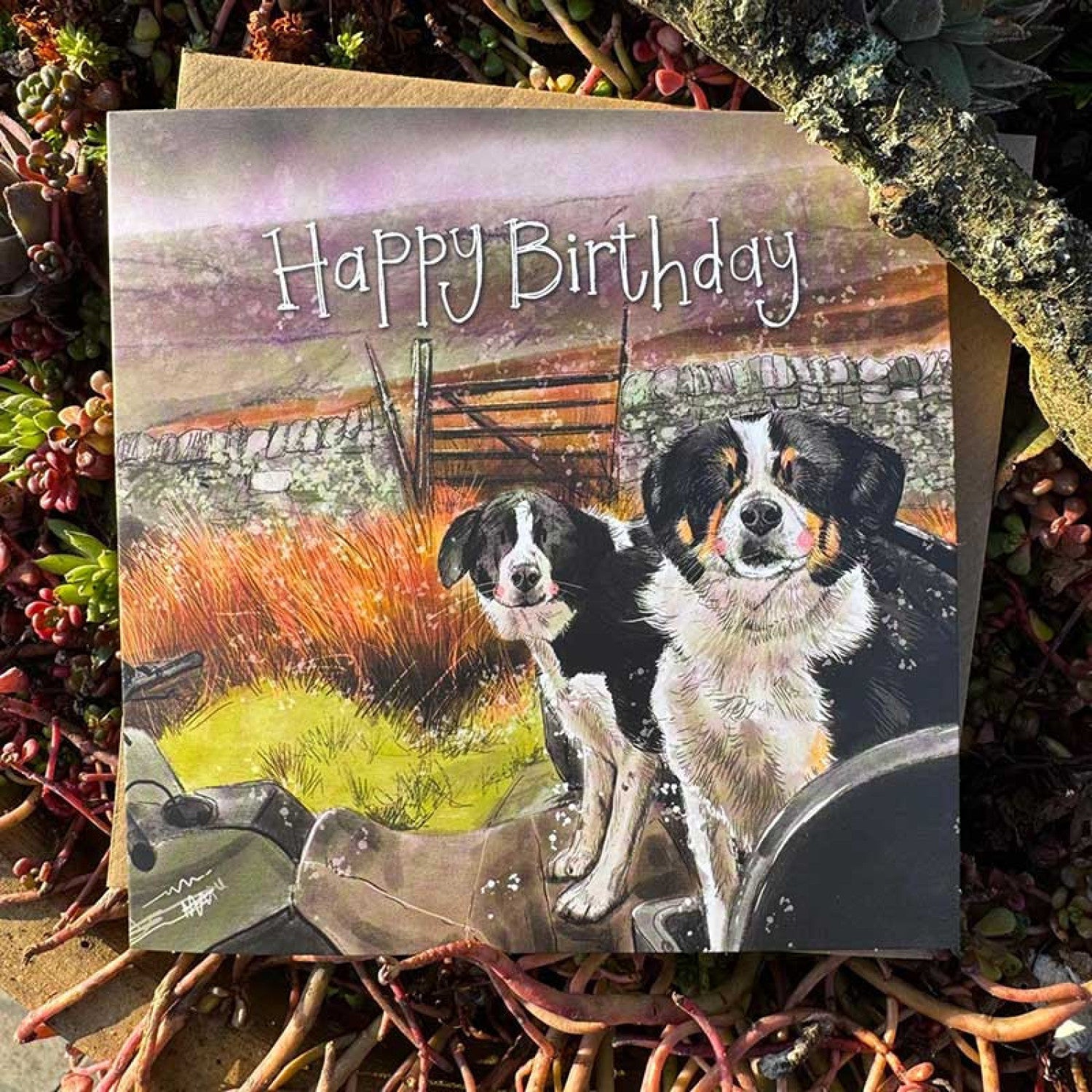Collie Quad Birthday card- Alex Clark greetings cards