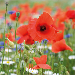 Wildflowers with poppies - BBC Gardeners' World card