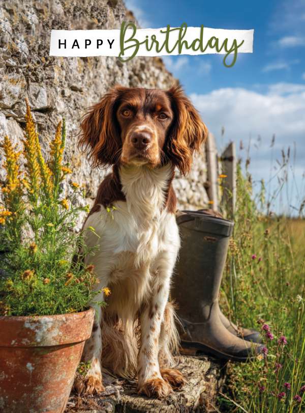 Happy Birthday, spaniel