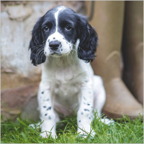 Springer spaniel puppy - BBC Countryfile greetings card