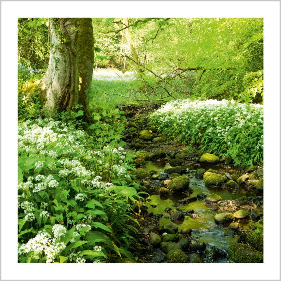 Woodland stream with wild garlic- BBC Wild Isles card