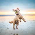 Brighton Dog - Blank Card