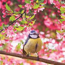Bluetit -  blank card