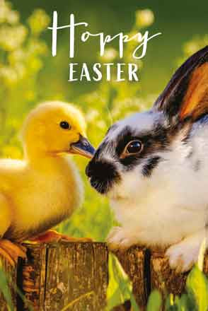 Easter Bunny - Pack of 4 Easter cards