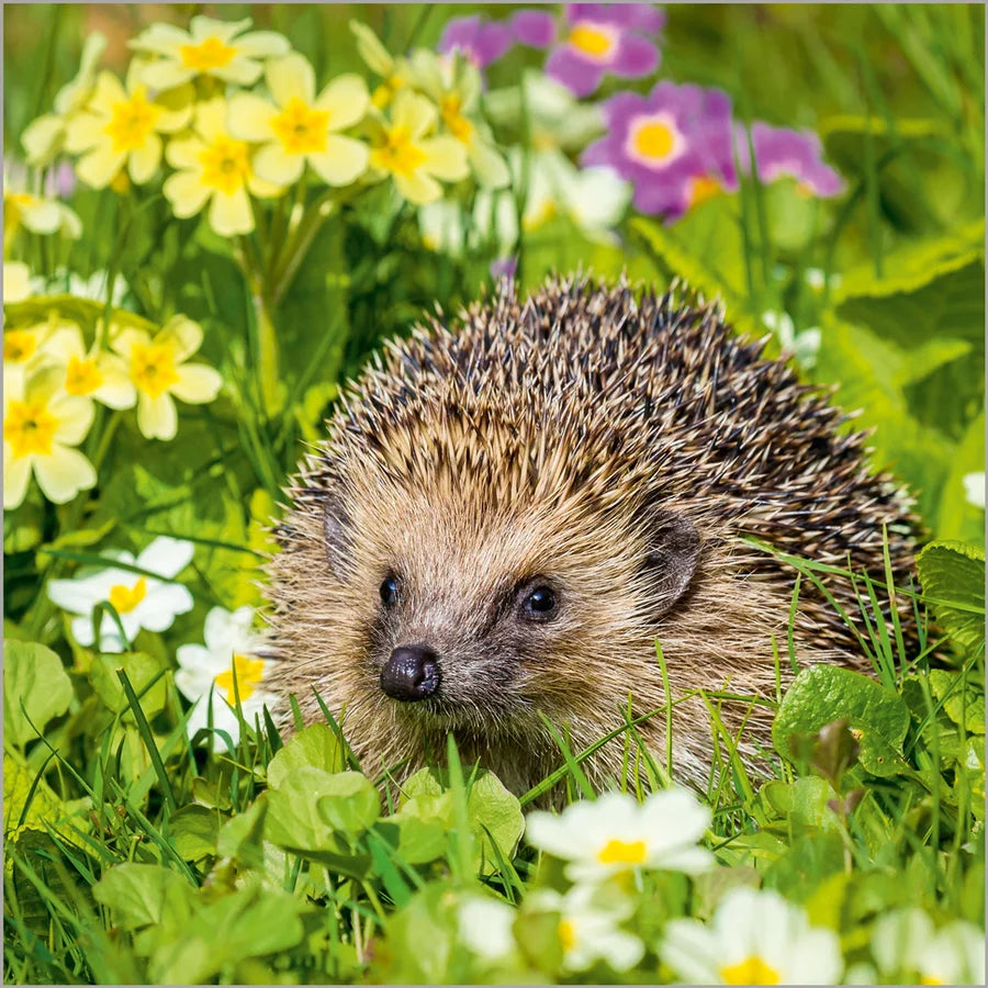Nature Tales European Hedgehog - Blank Card