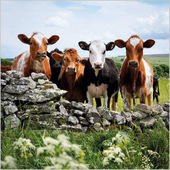 Cows, Foolow, Derbyshire - BBC Countryfile greetings card