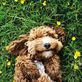 Cockerpoo - RSPCA blank card