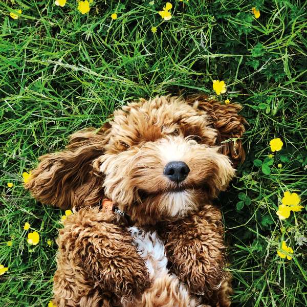 Cockerpoo - RSPCA blank card