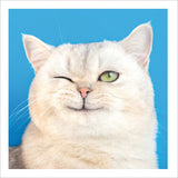 Hey Cheeky - Cattitude greetings card