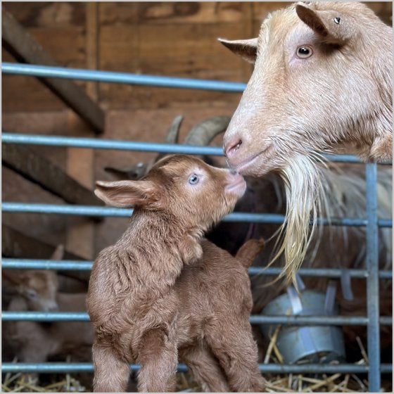 Guernsey Nanny goat & kid - BBC Countryfile card