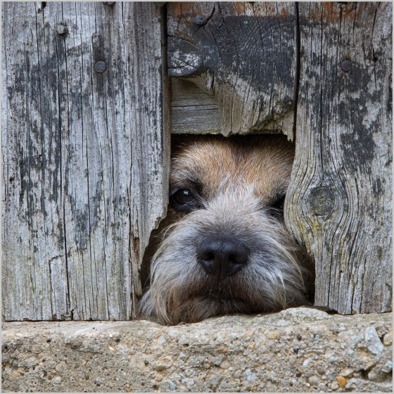 BBC Countryfile Border Terrier - Blank Card