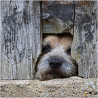 BBC Countryfile Border Terrier - Blank Card