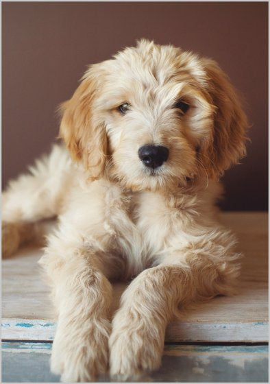 Golden Doodle Puppy - blank card