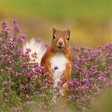 Red squirrel -  blank card