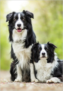 Two collies - birthday card