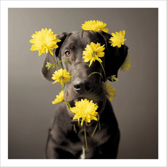 Arlo, Flower Power - Loose Leashes greetings card