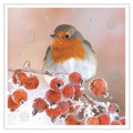 Robin- Box 8 Luxury Christmas card