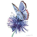Blue butterfly -  blank card