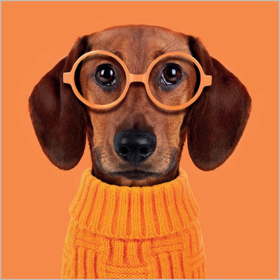 Dog in glasses - 6 blank  mini notelets