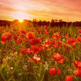 Poppy Fields - Countryfile blank card