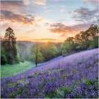 Bluebells, Dorset - Countryfile blank card