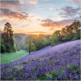 Bluebells, Dorset - Countryfile blank card