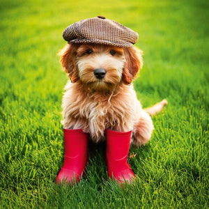 Cockapoo in wellies - Pack of 6 notelets