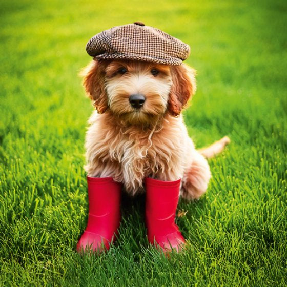 Cockapoo in wellies - Pack of 6 notelets