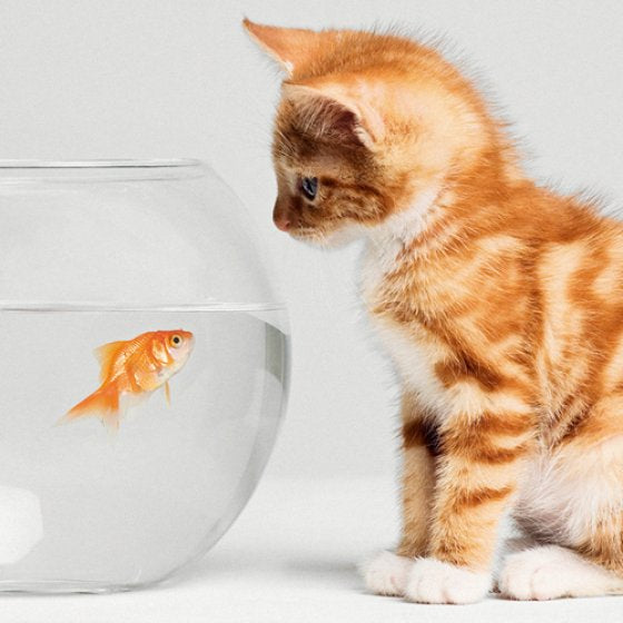 Kitten and goldfish - Pack of 6 notelets