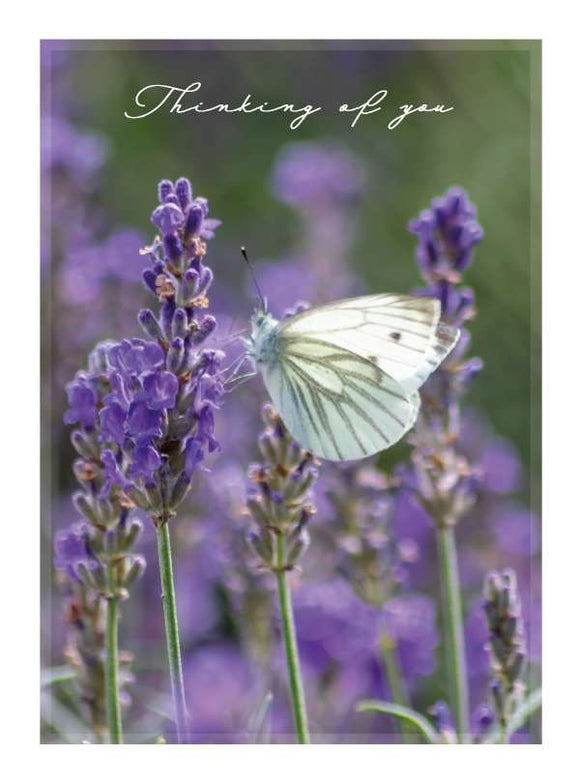 Butterfly on Lavender - Thinking of You card