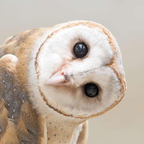 Owl - blank greetings card