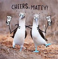 Cheers Matey - funny birthday card