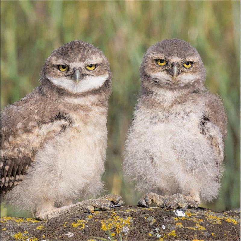Whoooo's Watching - blank greeting card