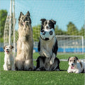 Dog goals - blank greeting card