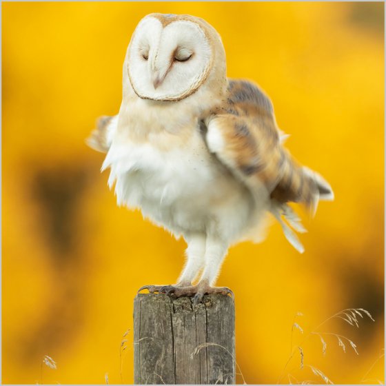 Barn owl - Nature Tales blank card